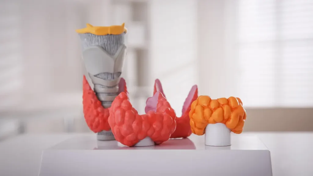 Quem Tem Hipotireoidismo Pode Tomar Creatina: Análise e Recomendações Quem Tem Hipotireoidismo Pode Tomar Creatina