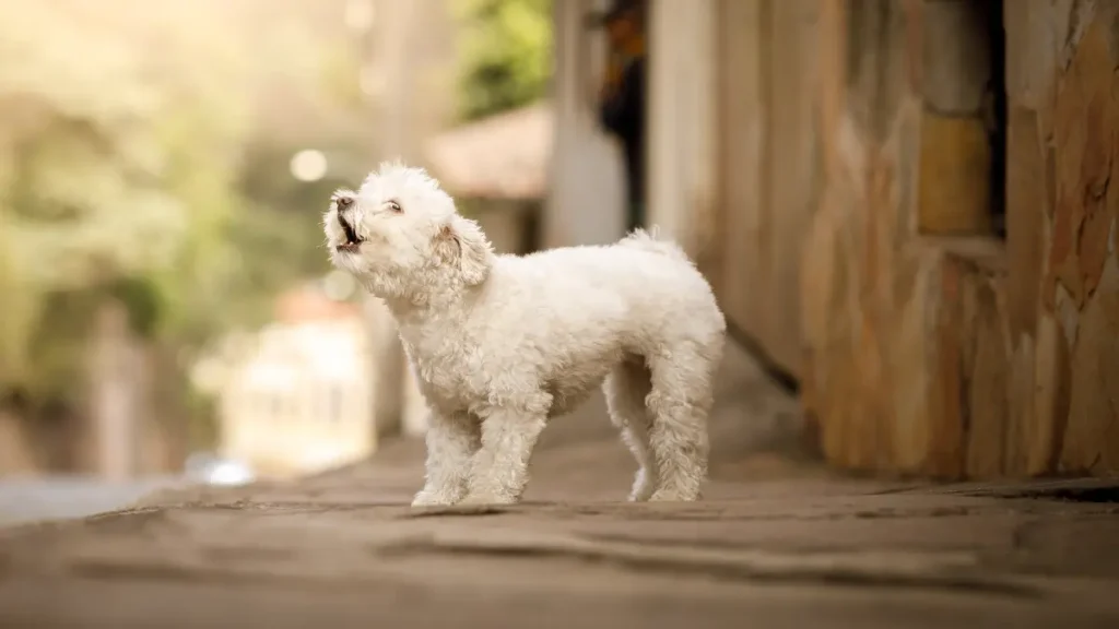 Como fazer para cachorro parar de latir