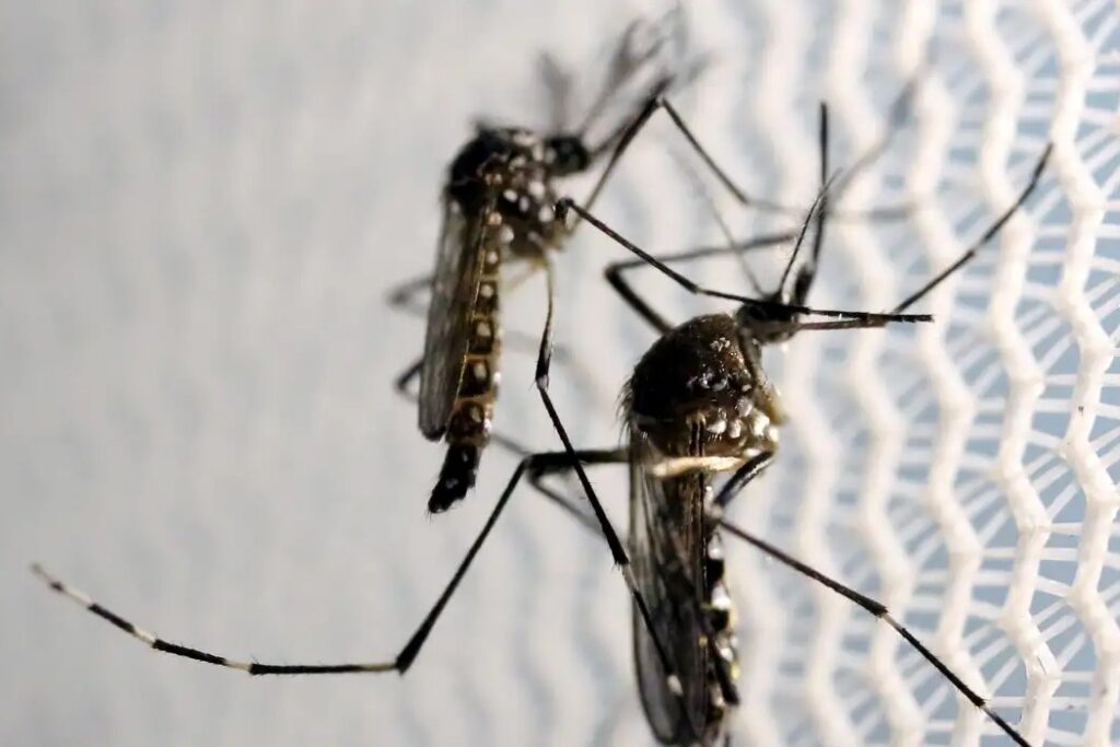 Butantan inicia produção local de vacina contra chikungunya