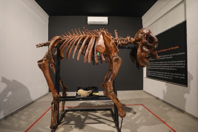 Museu do Zoológico de Brasília reabre com roteiro interativo e acessível